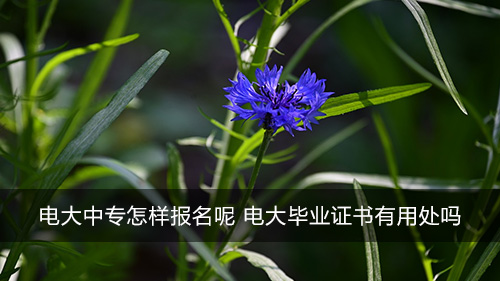 电大中专怎样报名呢 电大毕业证书有用处吗