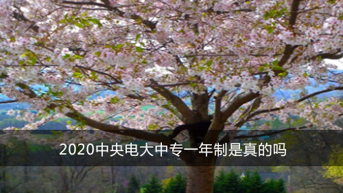 2020中央电大中专一年制是真的吗