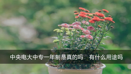 中央电大中专一年制是真的吗 有什么用途吗