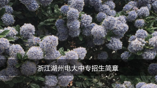 浙江湖州电大中专招生简章