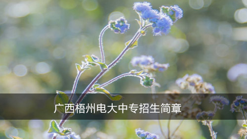 广西梧州电大中专招生简章